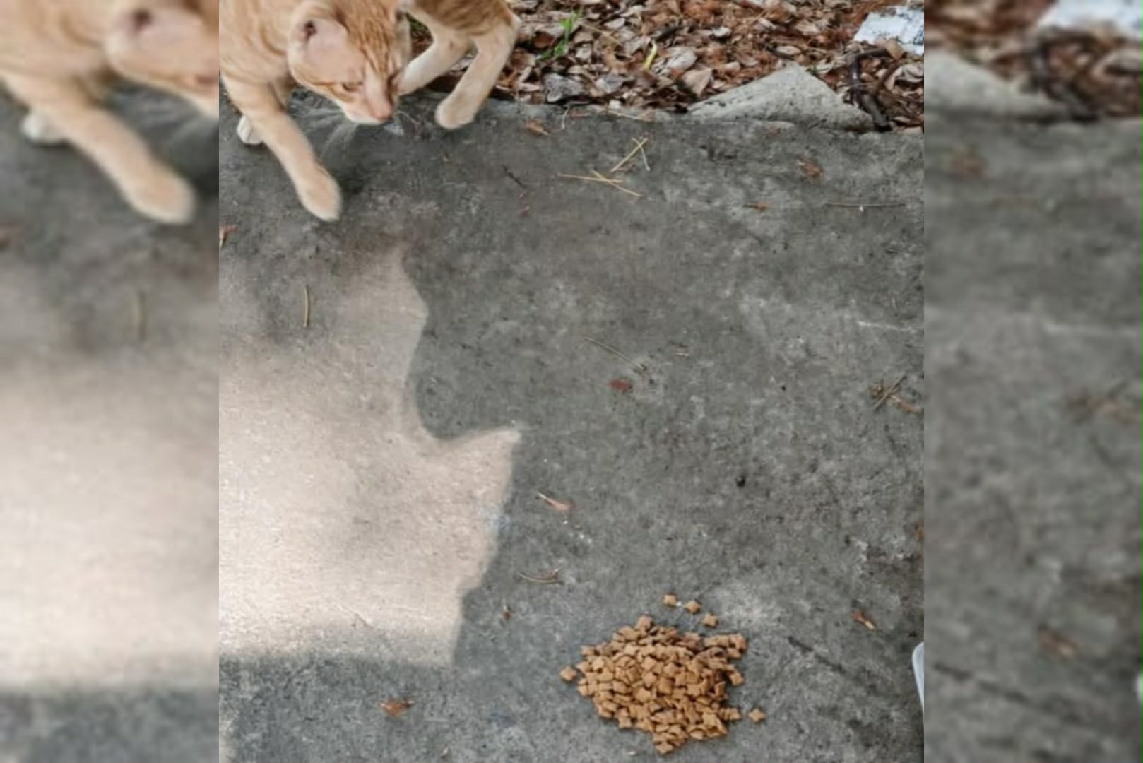 cause 1: cat eating his treats